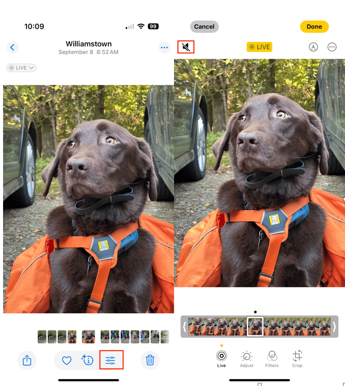 Canlı fotoğrafların sesi var mı? İşte bilmeniz gerekenler